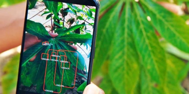 PlantVillage-Nuru-scanning-cassava-resize